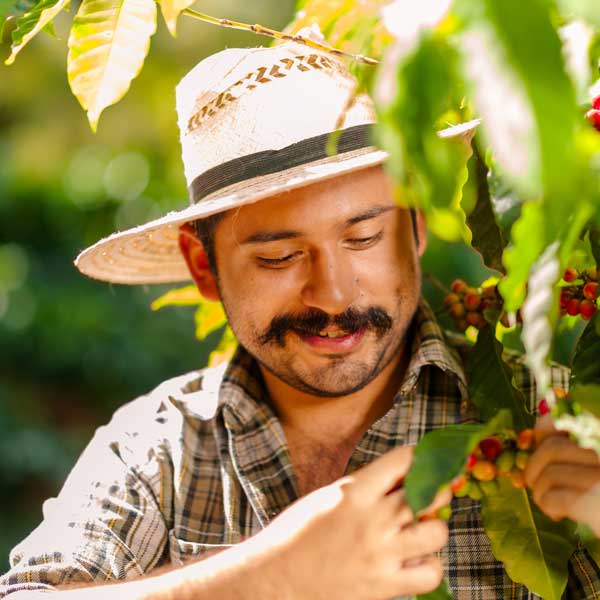 Goyipoa, recolector de de café sontrendo en primer plano